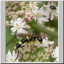 Tenthredo amoena - Blattwespe m02.jpg